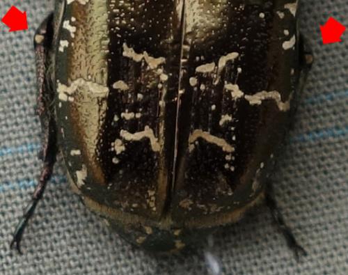 Réf. 204 403 : Potosia cuprea